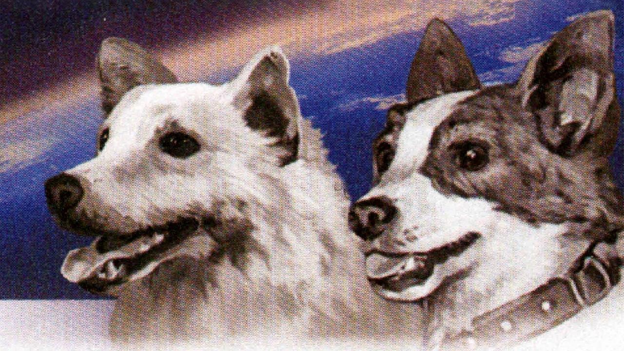 Картинки Собака Стрелка