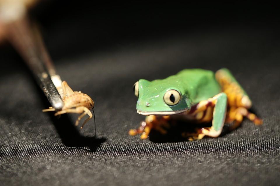 Язык Лягушки Фото – Telegraph