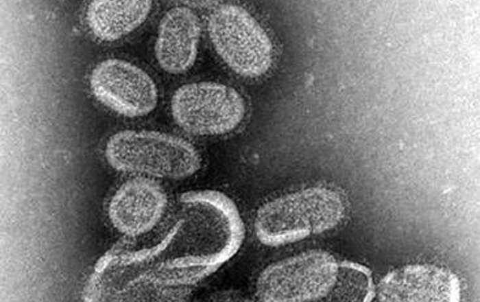Ученые научились предсказывать эпидемии гриппа при помощи сардин и анчоусов