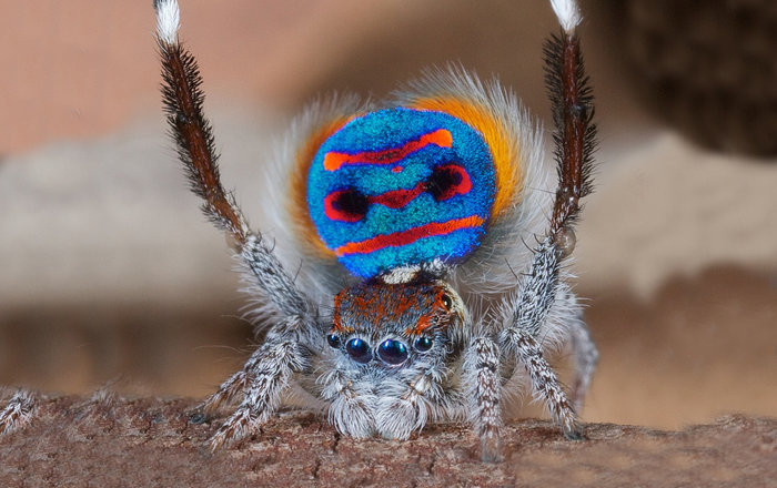 Странствующий австралийский паук фото
