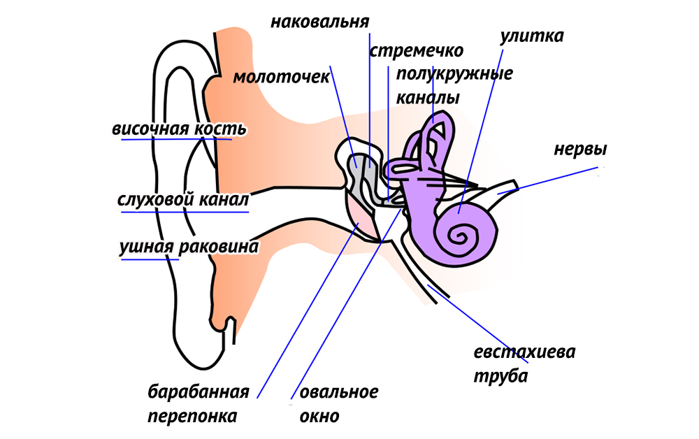 Какой цифрой на рисунке обозначены полукружные каналы