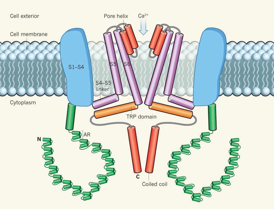 Структура гена TRPA1