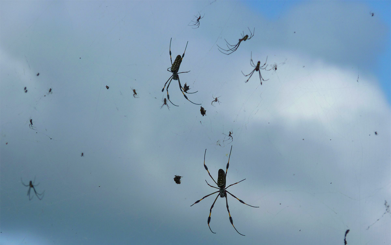 Миграция пауков в Австралии