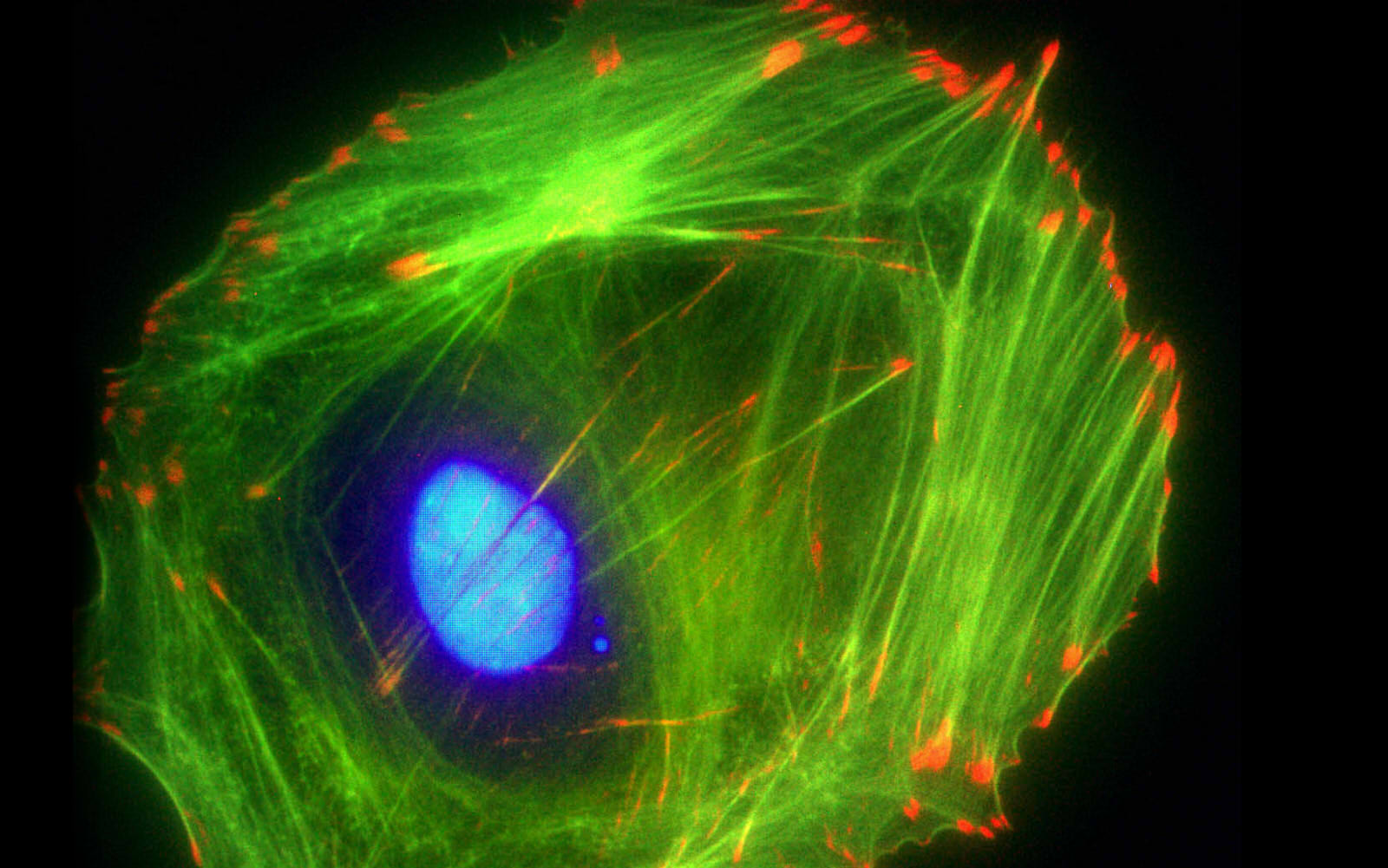 Цитоскелет. Цитоскелет флуоресценция. Актиновый цитоскелет. Цитоскелет клетки. Цитоскелет в фибробласте.