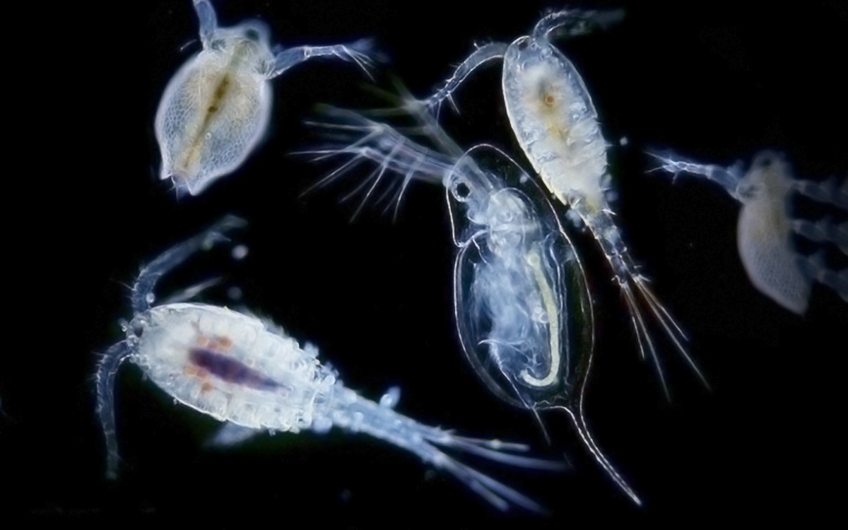 Цепь фитопланктон зоопланктон. Зоопланктон дафния. Дафния ракообразные. Фитопланктон нанопланктон зоопланктон. Зоопланктон веслоногие.