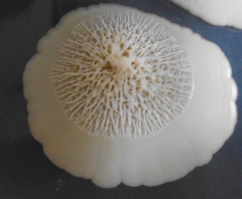 98794a31aeb2ddc3997e2a4201d9b7435616bd1d