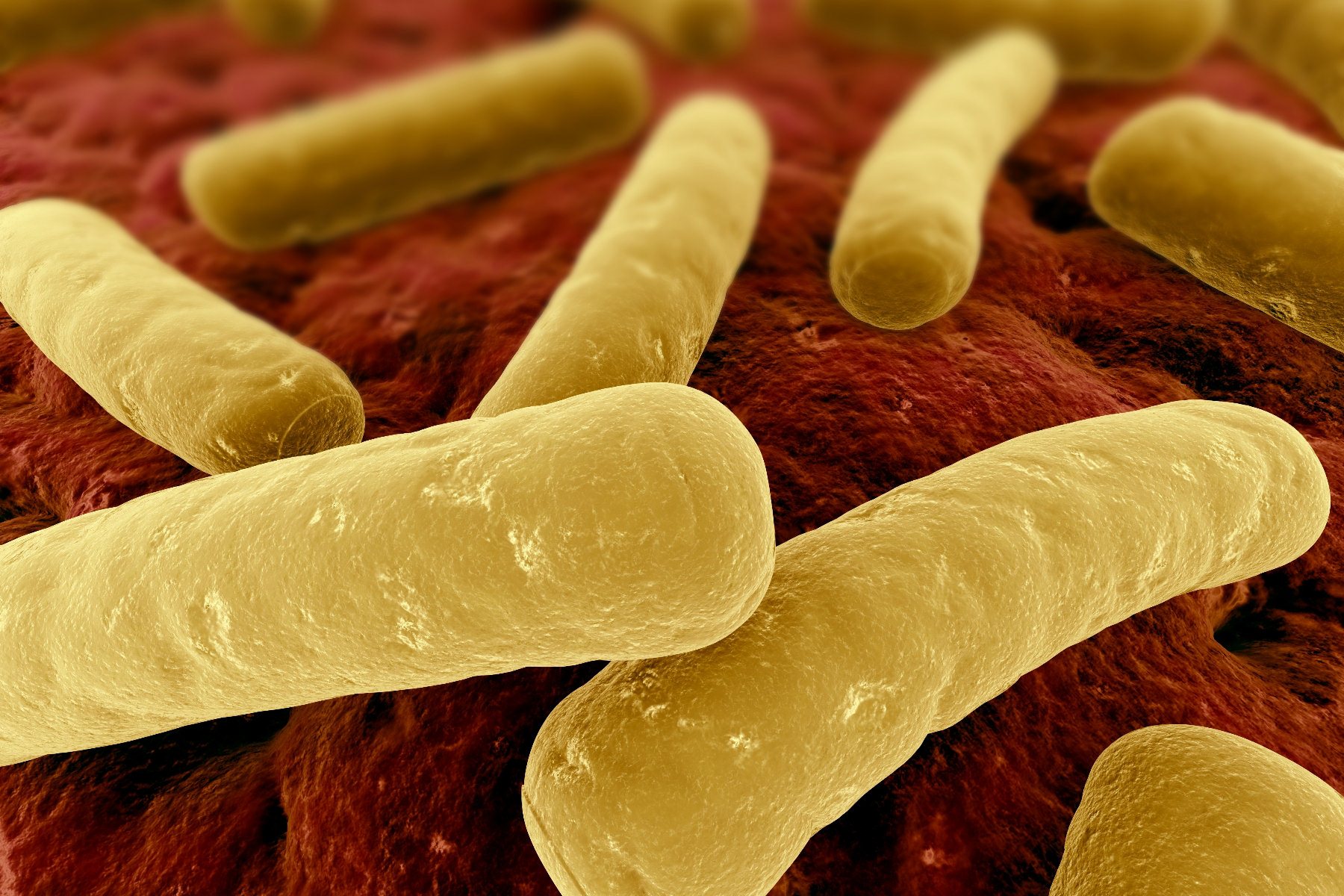 Гнилостные бактерии являются