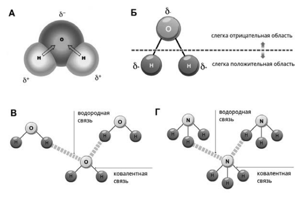 Координационные соединения спейсерированных гидразонов