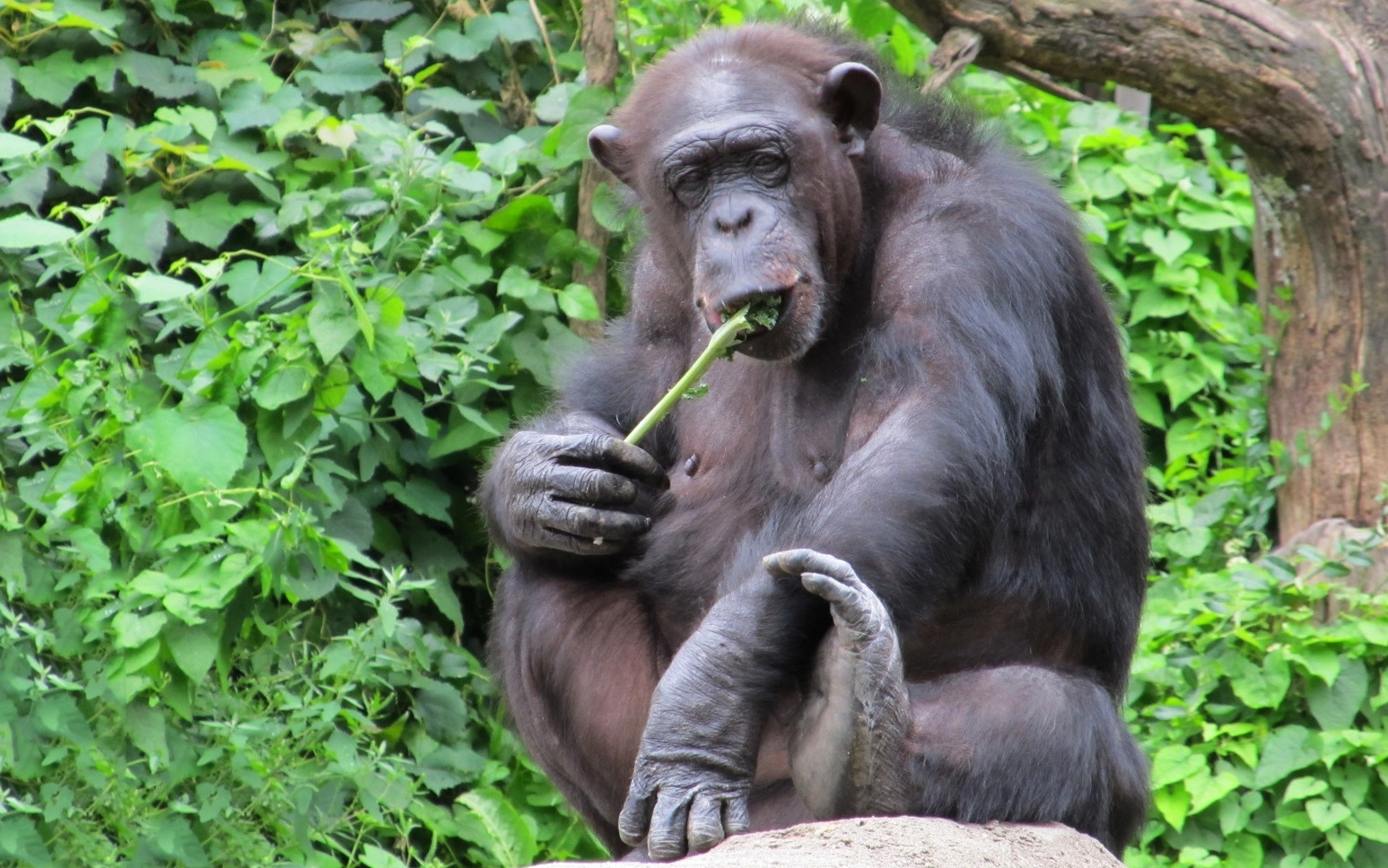рацион шимпанзе
