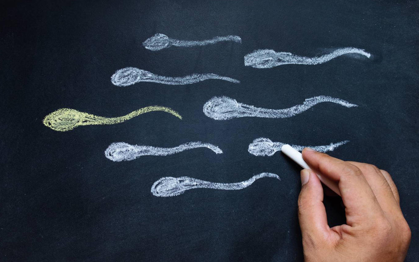 сколько сперматозоиды живут в теле женщины | Дзен