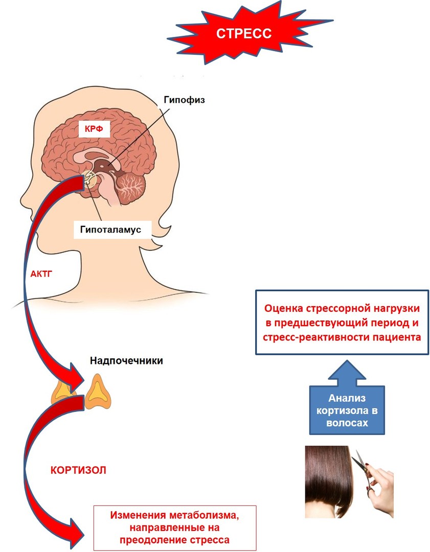 Анализ на гипофиз. Схема влияния кортизола. Роль гормонов надпочечников в развитии стресс-реакции. Гормон стресса гипофиза. Влияние кортизола на гормоны.