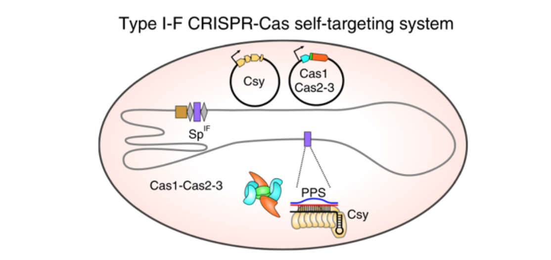 Система кас. CRISPR CAS система бактерий. Адаптивный иммунитет бактерий CRISPR/CAS. CRISPR CAS система иммунитет. Молекулы предшественники это.