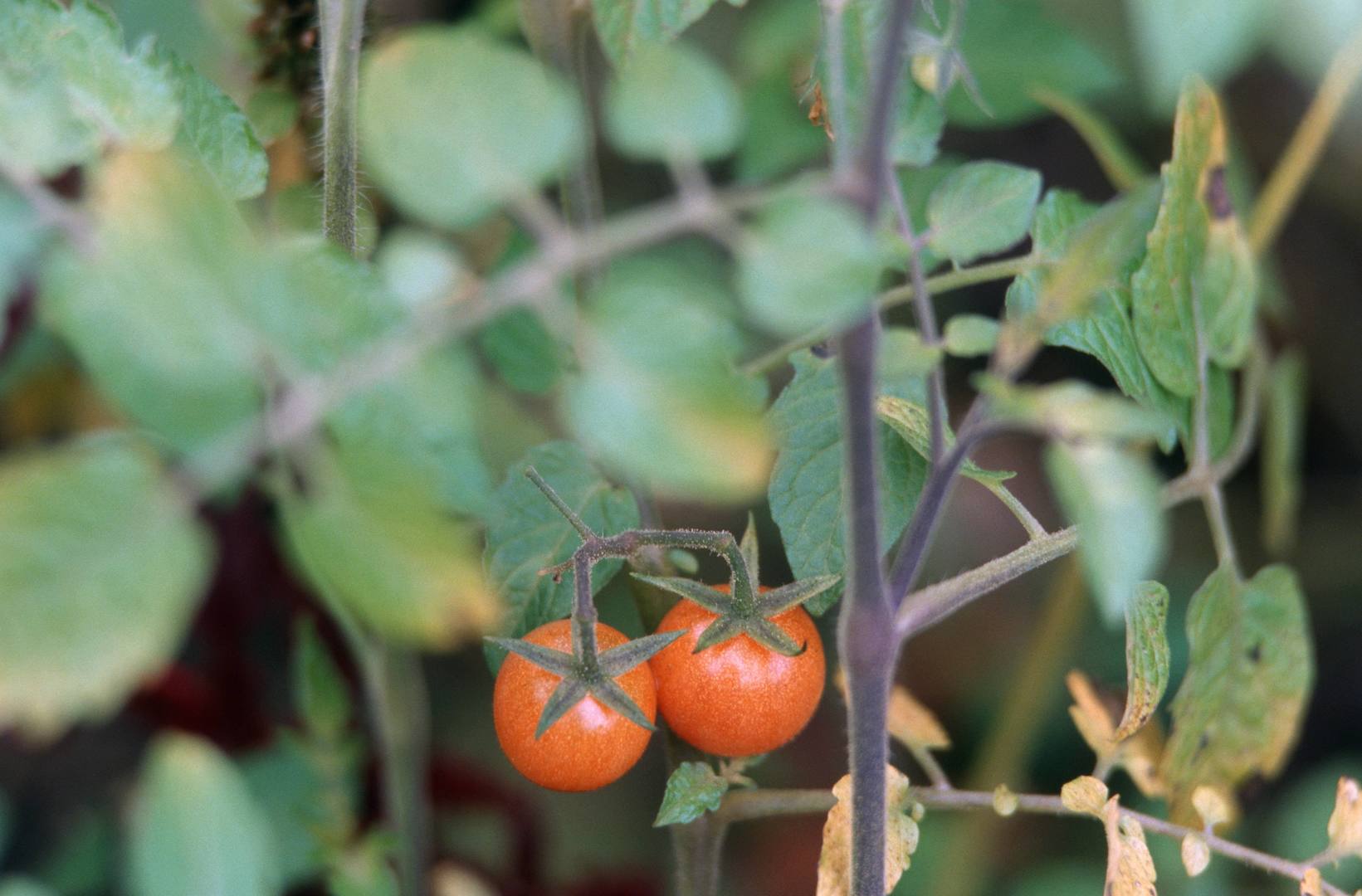 Дикорастущие томаты из Южной Америки