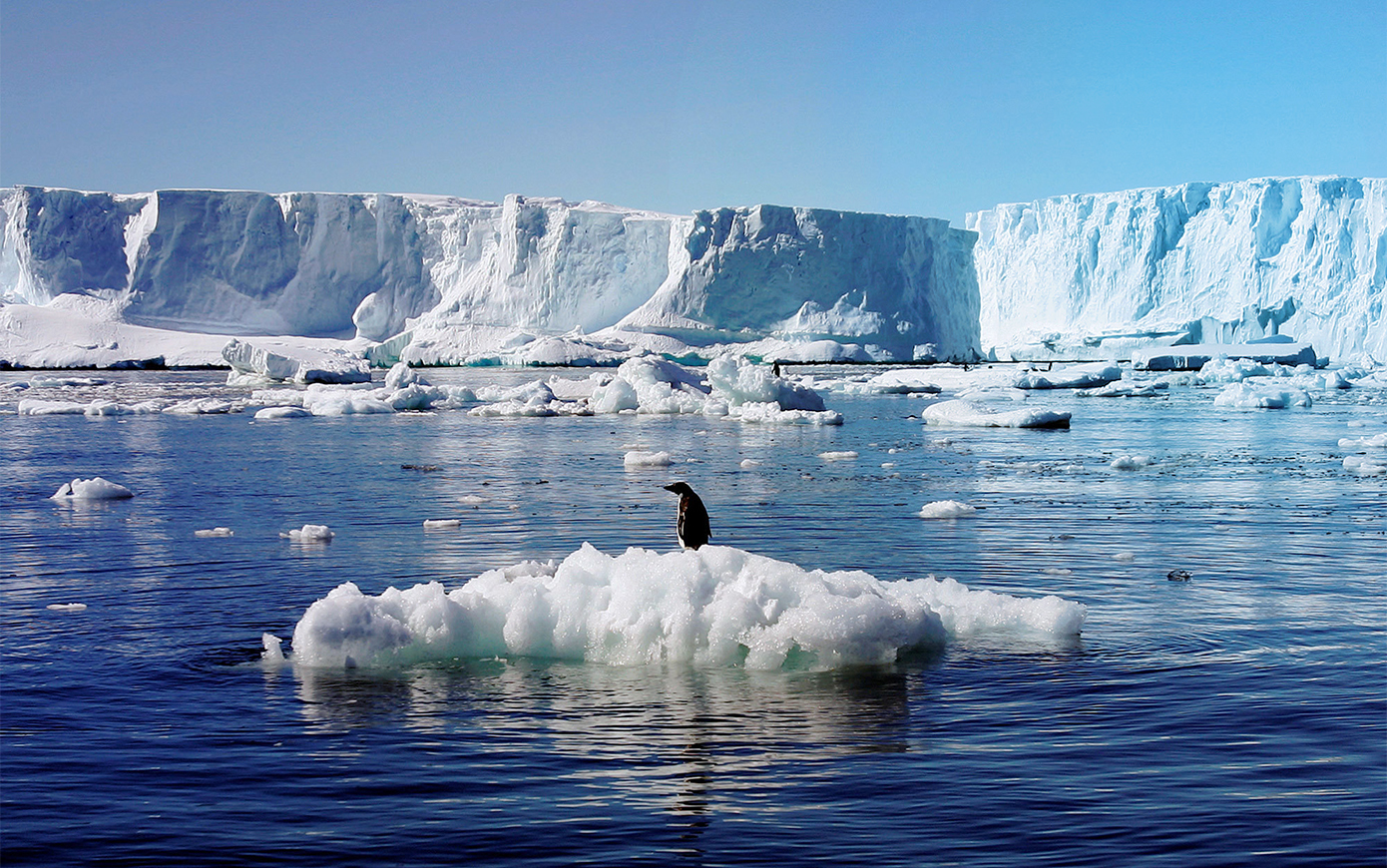 Китовая бухта Антарктида