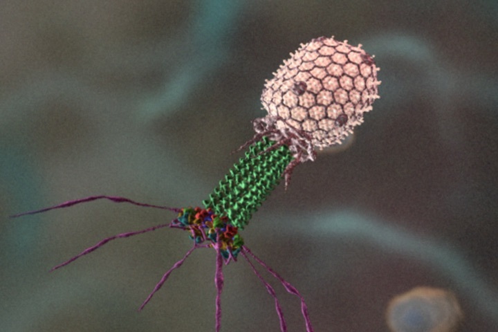 Бактериофаг уничтожает болезнетворную бактерию