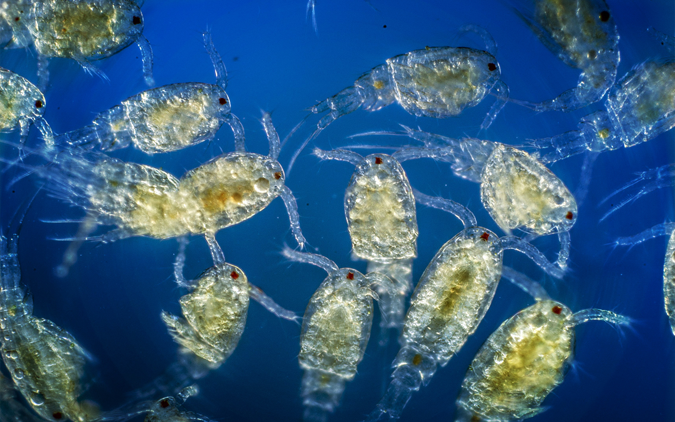 Планктон — все статьи и новости - Индикатор