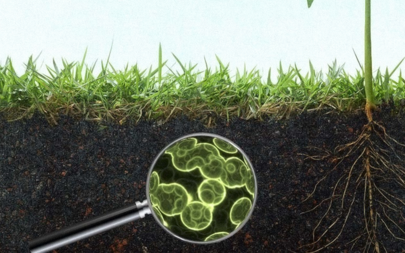 Загрязнение почв тяжелыми металлами повлияло на метаболизм микробов -Индикатор