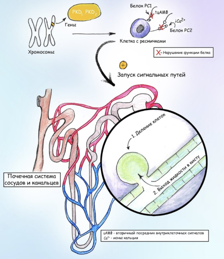 Пионерлік жыныстық позиция