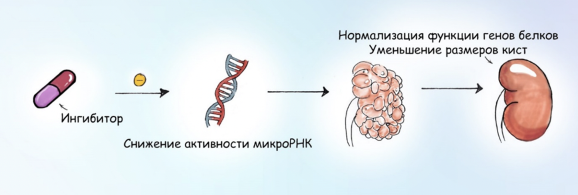 12 месяцев».Поликистоз почек. Часть первая: потеря ориентации и  перевоплощение тканей - Индикатор