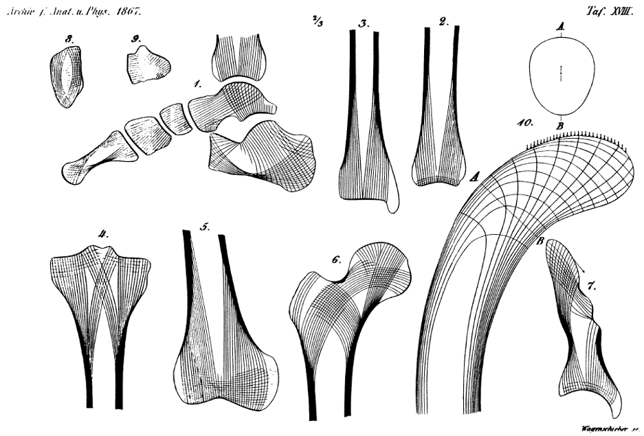 Иллюстрации удивительной геометрической структуры балок в разных костях человека, выполненные Дж. Х. Фон Мейером, 1867