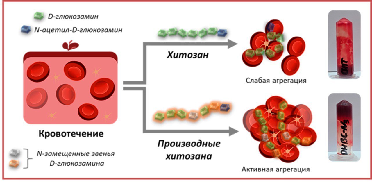 Новые производные хитозана помогают быстрее останавливать кровотечения