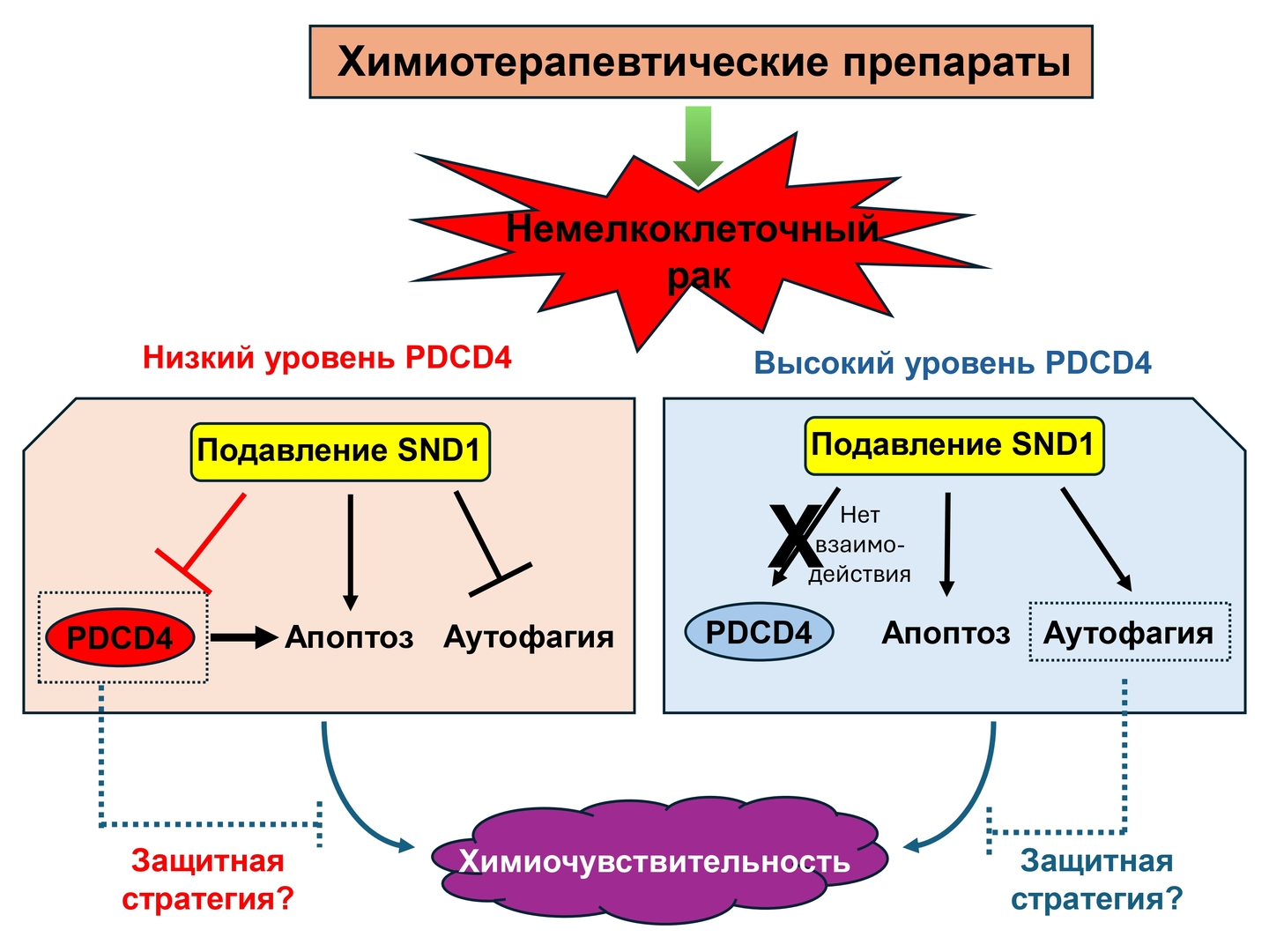 Устойчивость рака легкого к химиотерапии связали с парой взаимодействующих белков