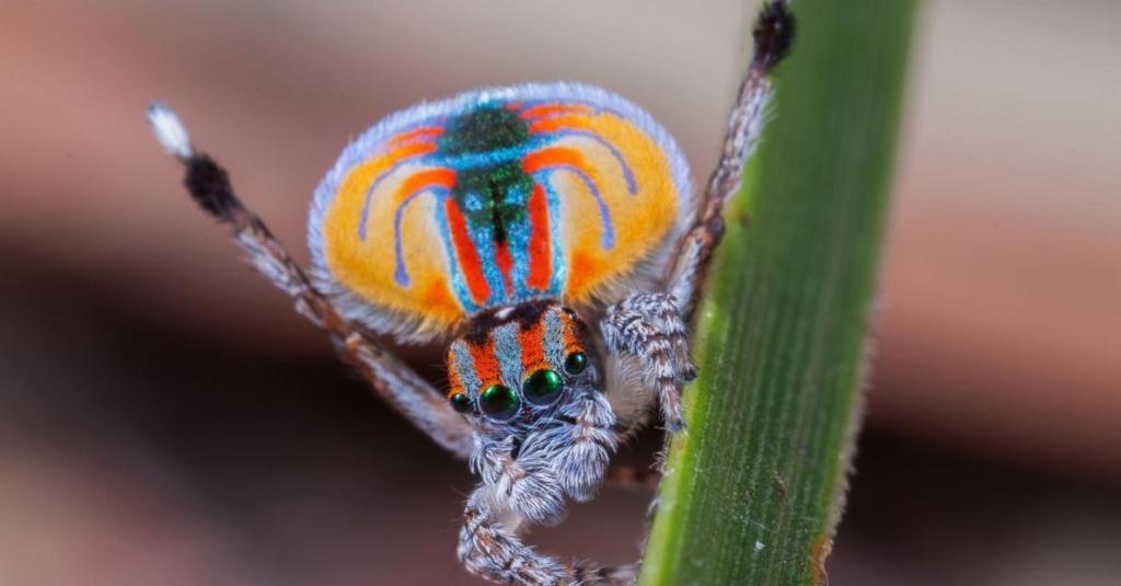 Цианид, танцы и шар из воздуха: тест о подарках самкам в живой природе ...