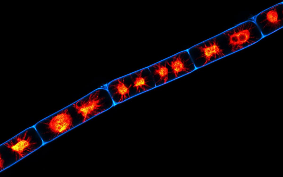 интенсивность и затухание флуоресценции. конфокальная сканирующая микроскопия. культура клеток hela. митохондрия конфокальная микроскопия. сканирование клеток.