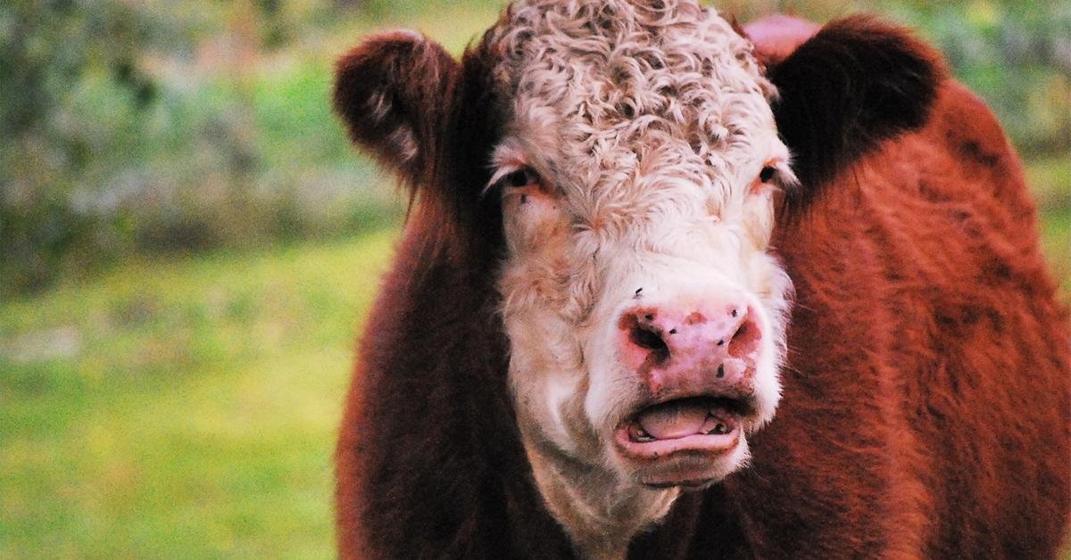 Есть ли у коровы верхние зубы фото