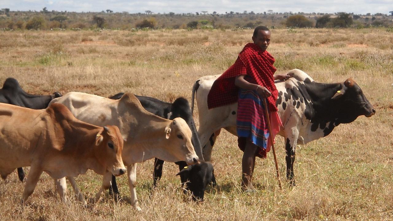 Сельское хозяйство Африки скот