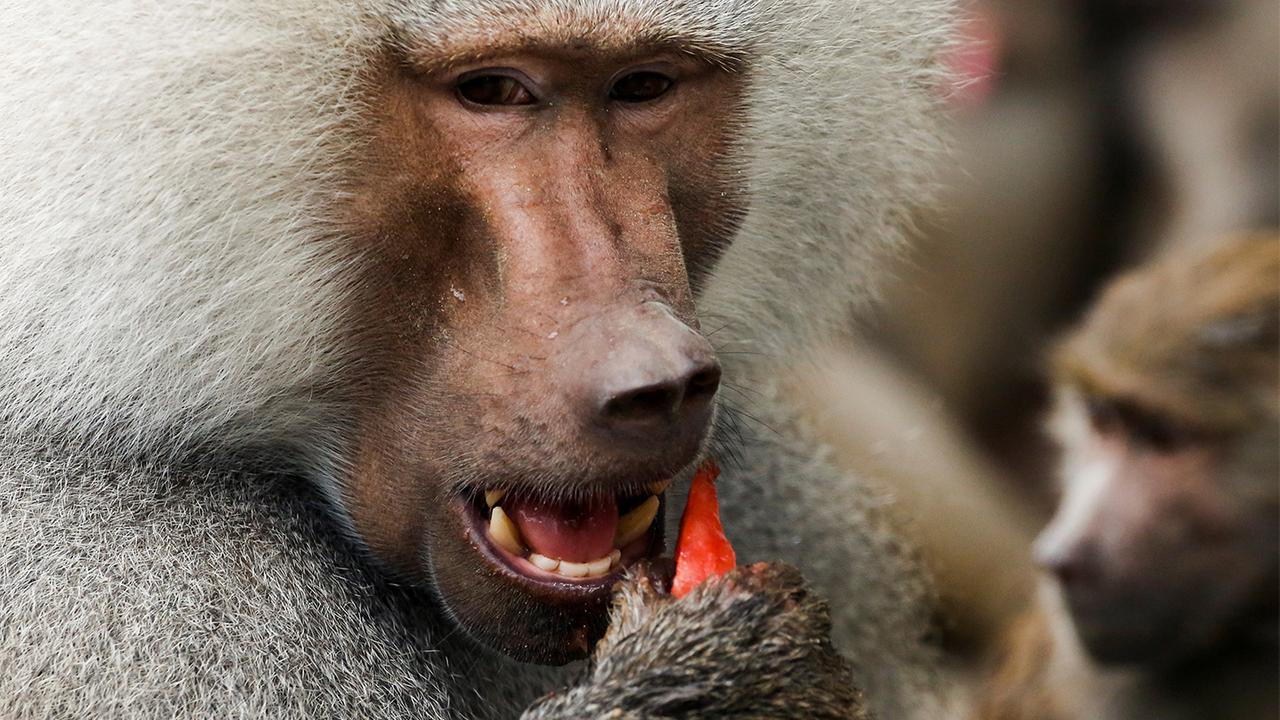 Павианы прожили полгода со свиными сердцами - Индикатор