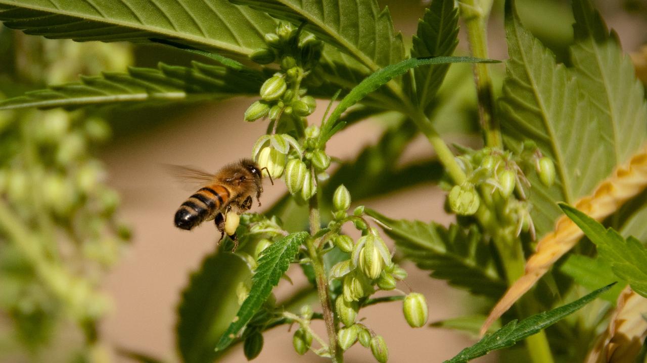 собирают пчелы пыльцу с конопли