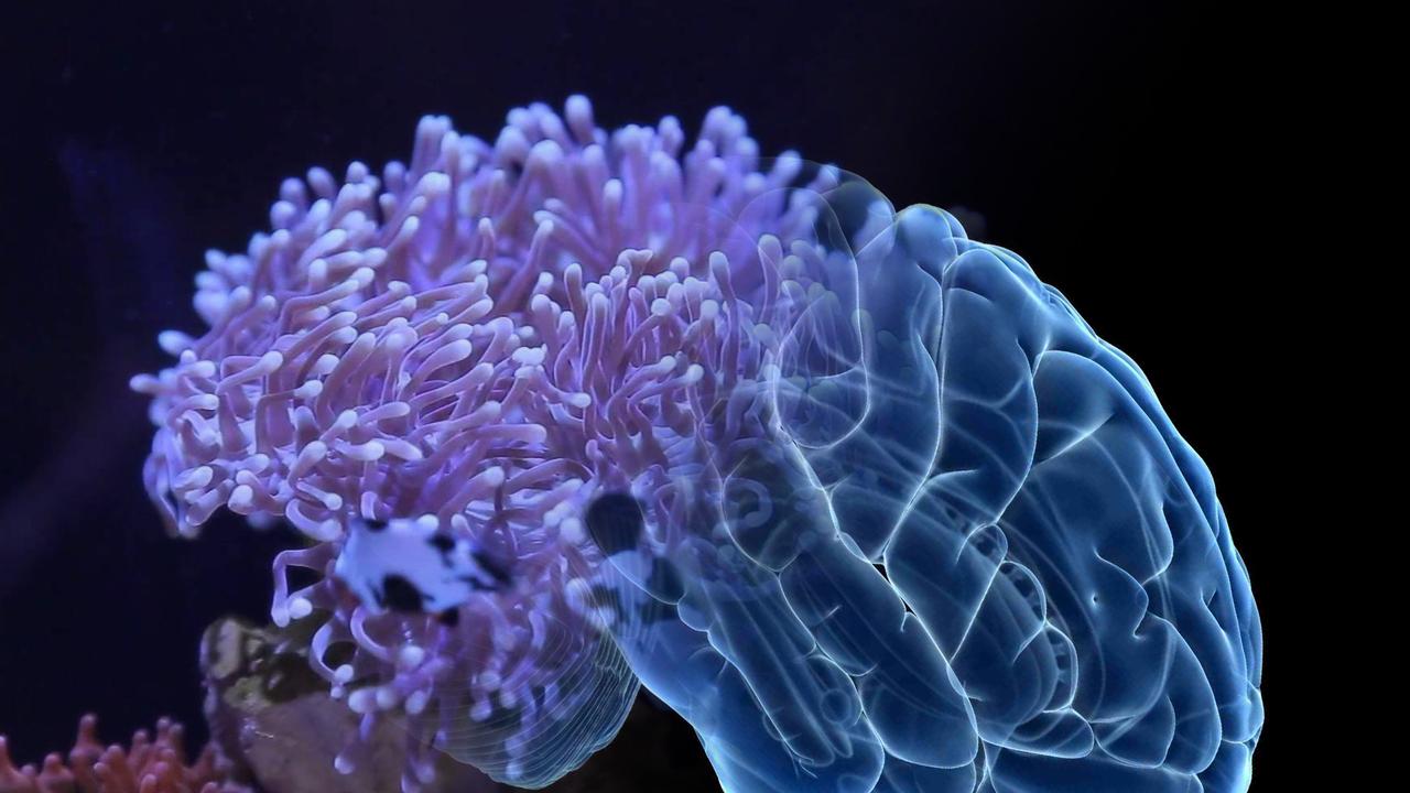 Тропические актинии помогут бороться с болезнью Альцгеймера - Индикатор