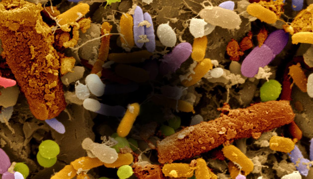 Перерабатывающие бактерии. Микроорганизмы. Пищевые бактерии. Съедобные бактерии. Питательные бактерии.