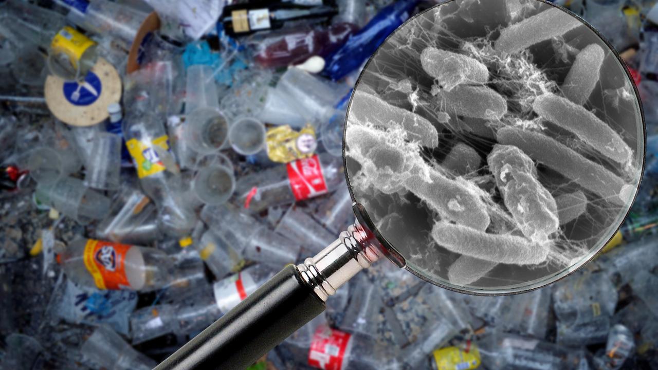 Бактерии поедающие пластик. Перерабатывающие бактерии. Бактерии разлагающие пластик. Ideonella sakaiensis. Бактерии которые быстро разлагают пластик.