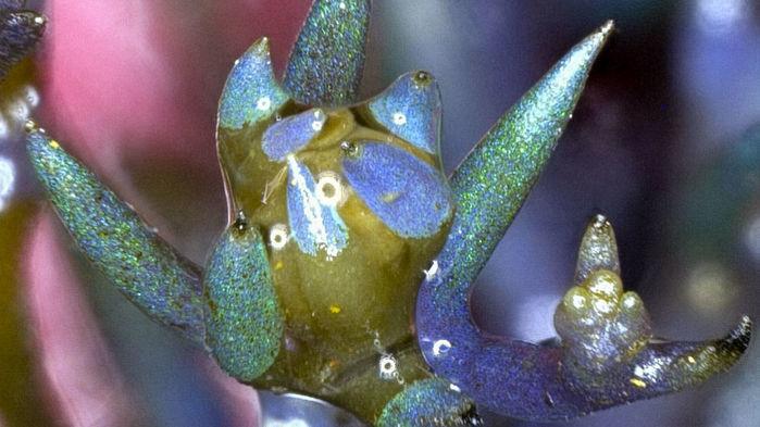 Бурые водоросли мерцают подобно опалу - Индикатор