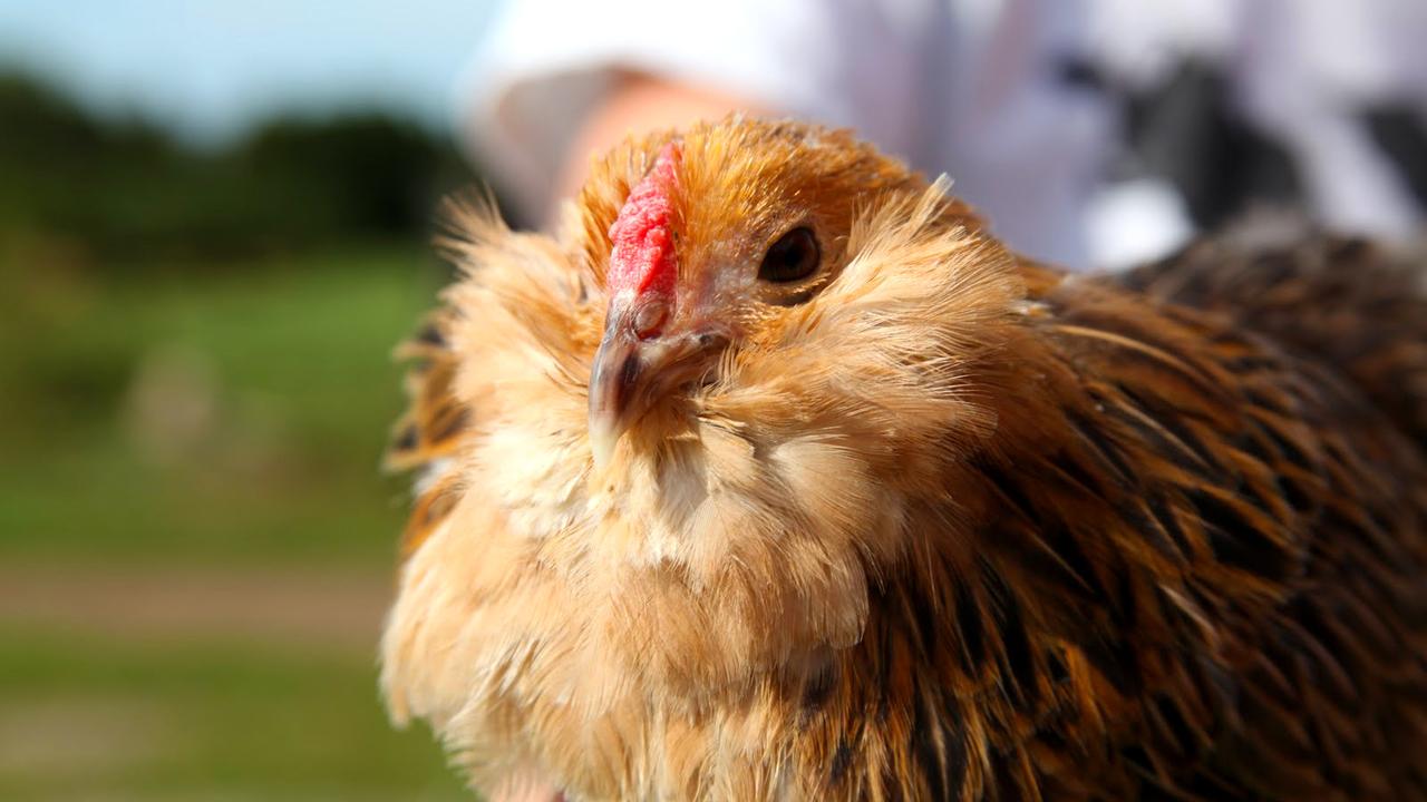 Raising Chickens and Quails