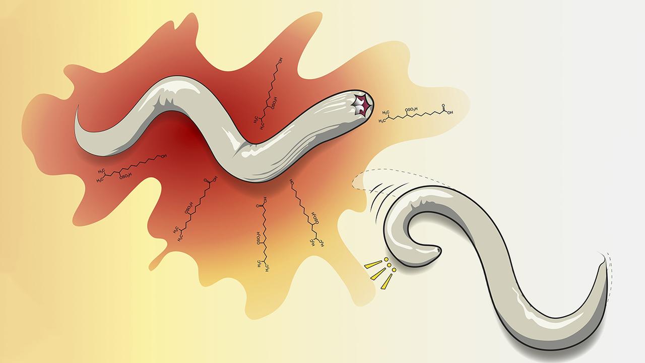 Fidget worm. Фон для презентации черви.