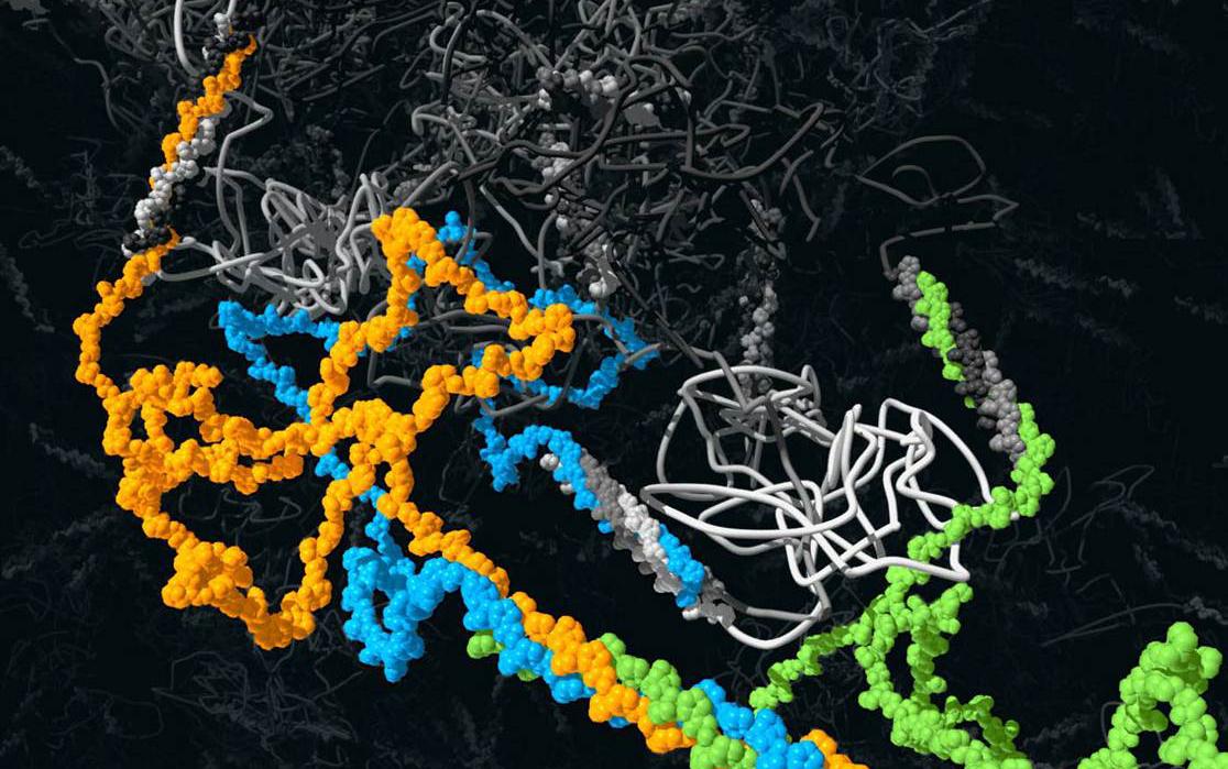 ферменты полимеры. ферменты. ферменты полимеры. трехмерная структура белка. ферменты полимеры.