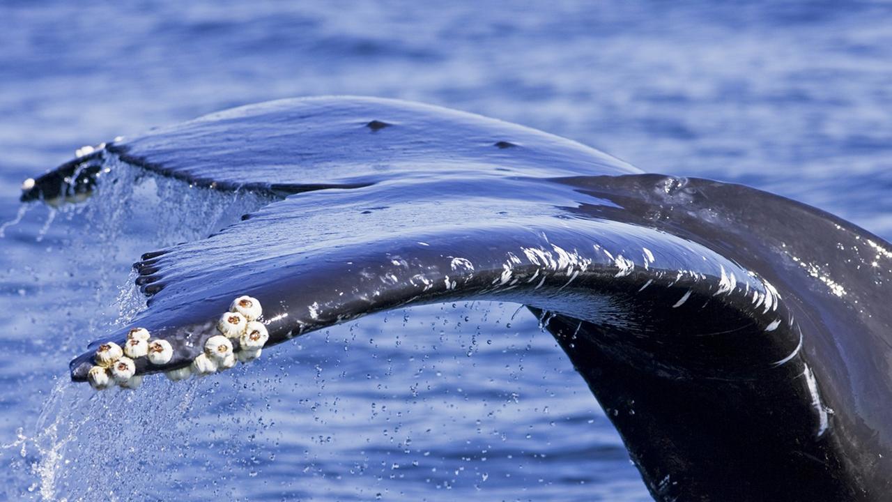 Усоногие рачки на горбатых китах