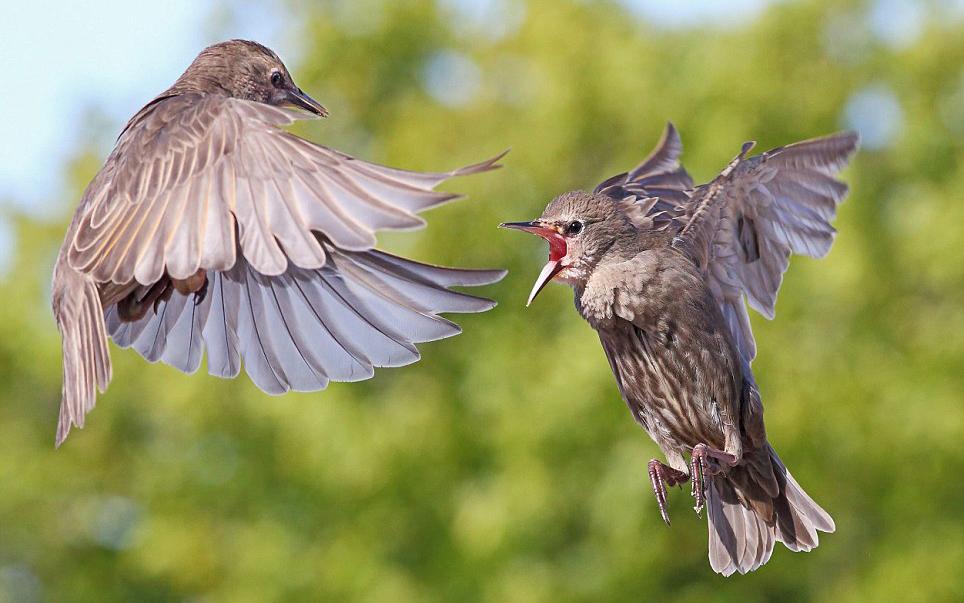 злые птицы. птица злится. недовольная птица. красноголовый воробей. птицы злится.