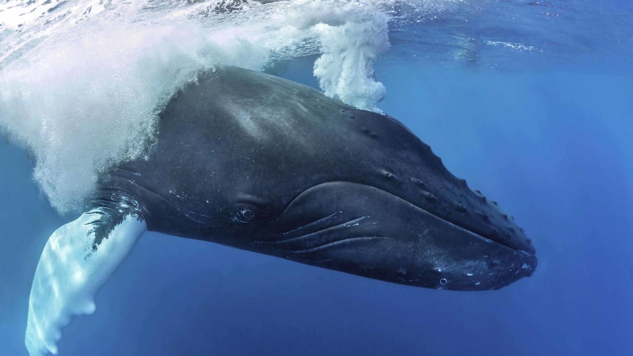 Силвер банк Карибы деторождение китов видео