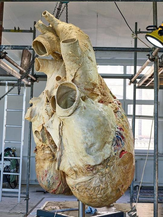 Сердце синего кита весит семьсот килограммов. Размер сердца синего кита. Сердце кита весит 700 кг.