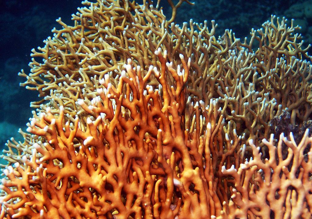 гидроидные коралловые полипы. колониальный гидроидный полип. гидроидные коралловые полипы. коралловые полипы актинии. скелет шестилучевых кораллов.