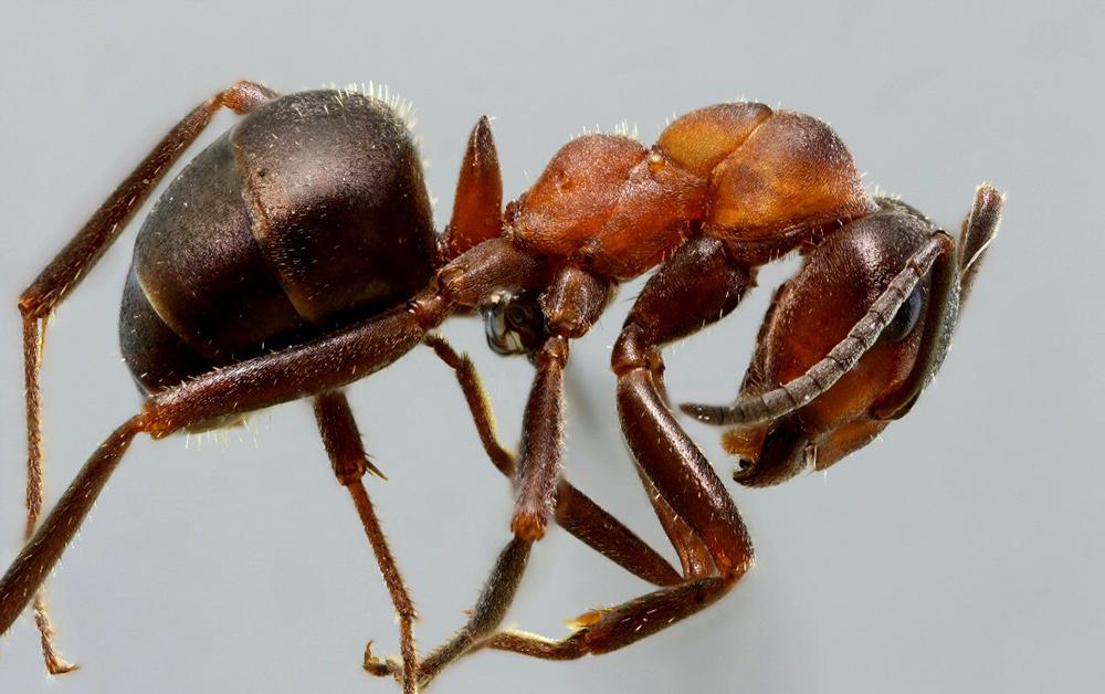 Конечности муравья. Лапы муравья. Лапы муравьев. Муравьиные лапки.