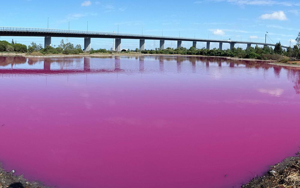 Розовое озеро в волгоградской области
