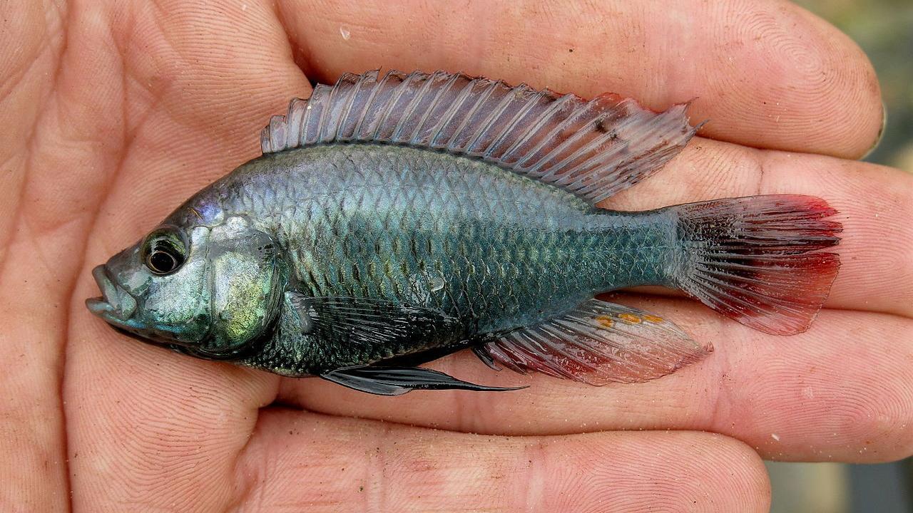 Astatotilapia stappersii