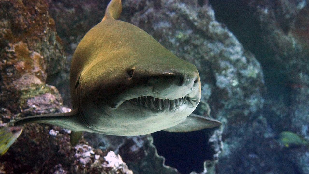 Акулы в Баренцевом море
