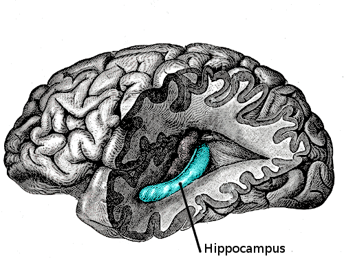 Повреждение гиппокампа. Гиппокампус мозга. Зубчатая извилина гиппокампа. Гиппокамп часть мозга. Гиппокамп и память.