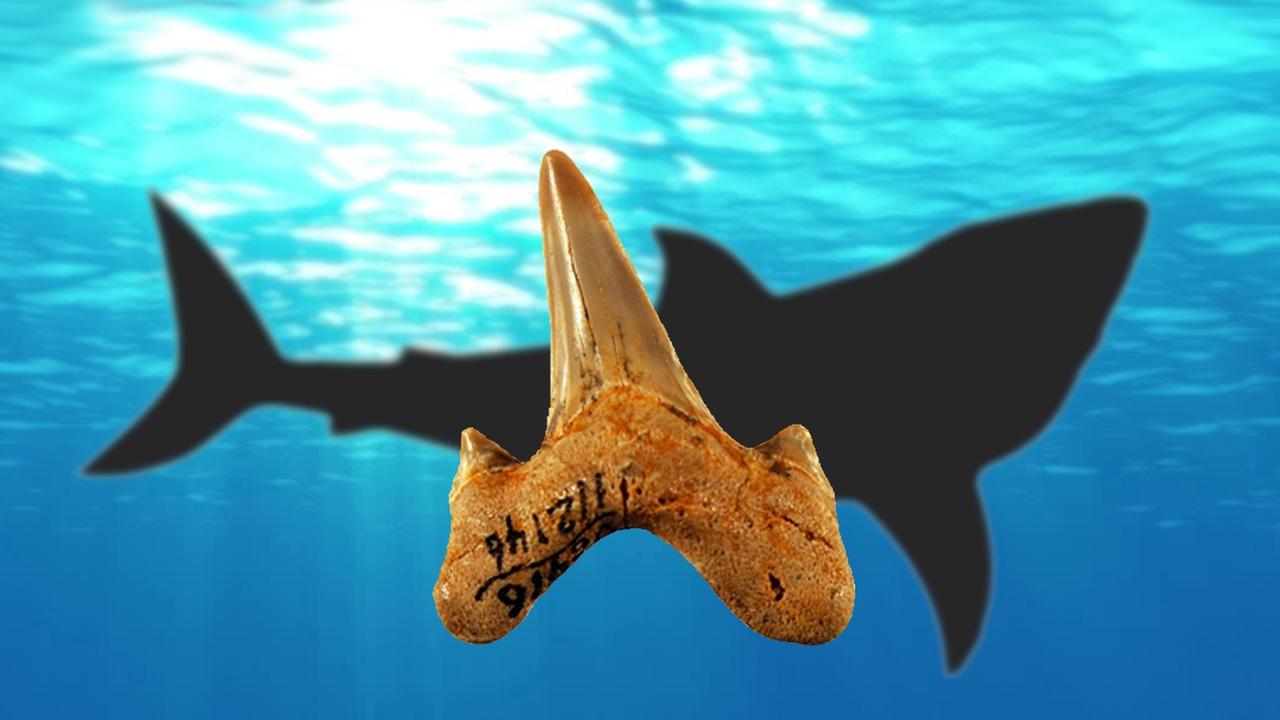 Древние акулы фото и названия